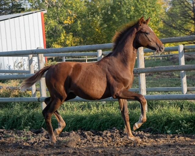 stallion photo