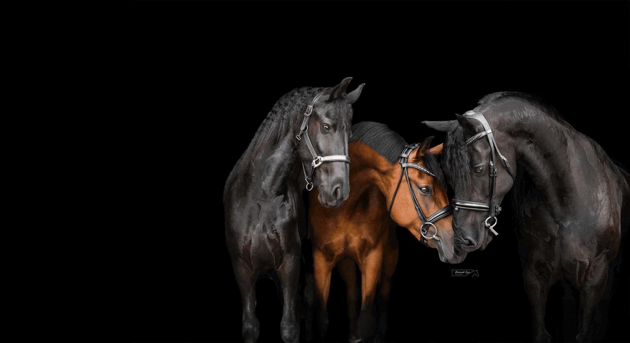 Professionally shot image of two stallions and one brown horse standing close together against a black backdrop.