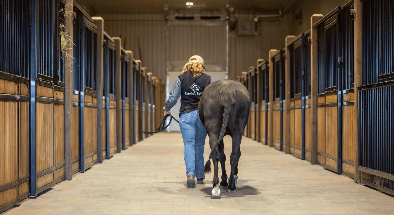 An assistant trainer walks down the barn corridor, leading a horse at Excella Equine Park’s indoor facility.