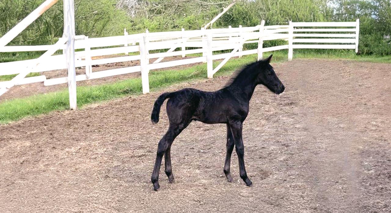 Curious young black foal standing in a sunny grassy paddock at Excella Equine Park.