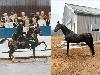 foals photo