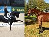 foals photo