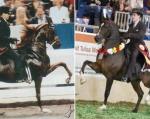 mares photo