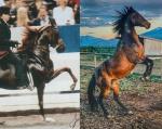 mares photo