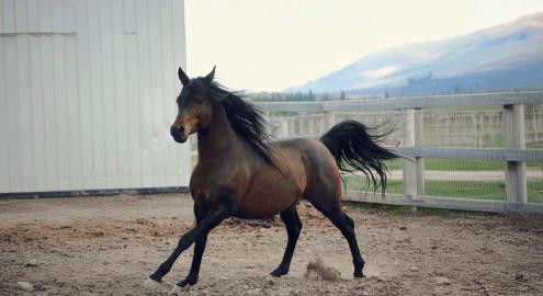 stallion photo