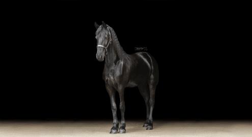 mares photo