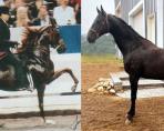 mares photo