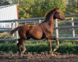 stallion photo