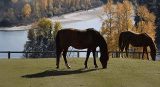 Two horses peacefully grazing on green grass under a sunny sky at Excella Equine Park.