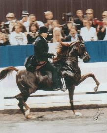 stallion photo