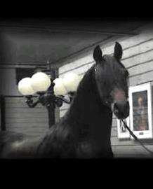 stallion photo