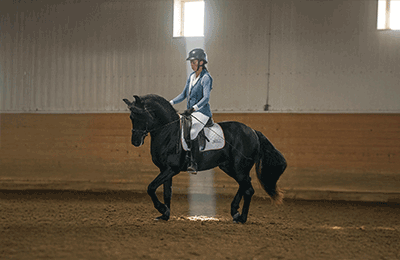 stallion photo
